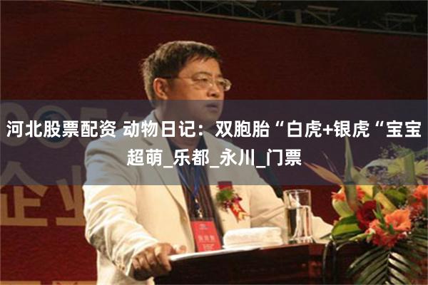 河北股票配资 动物日记：双胞胎“白虎+银虎“宝宝超萌_乐都_永川_门票