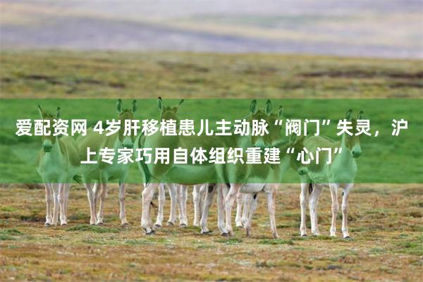 爱配资网 4岁肝移植患儿主动脉“阀门”失灵，沪上专家巧用自体组织重建“心门”